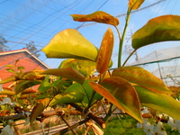 P4250454