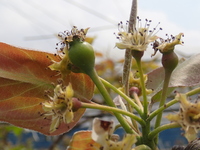P4260459