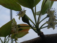 P4290382