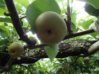 P7140041