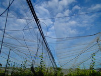 P6190006