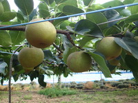 P7260054