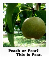 Peach__or__pear____________this__is__pear.