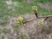 P3250041
