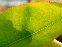 P4250456