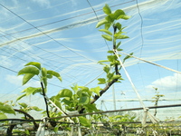 P4280491