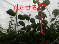Rakugaki_20130607_0001