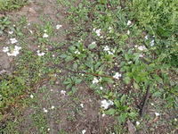 P4170266