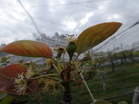 P4290386