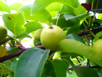P6220061