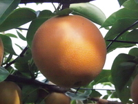 Pa095401