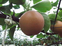 P9165338