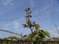P4280476