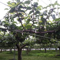 2013-07-03-06-39-39_photo