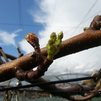 2014-04-04-14-34-17_photo